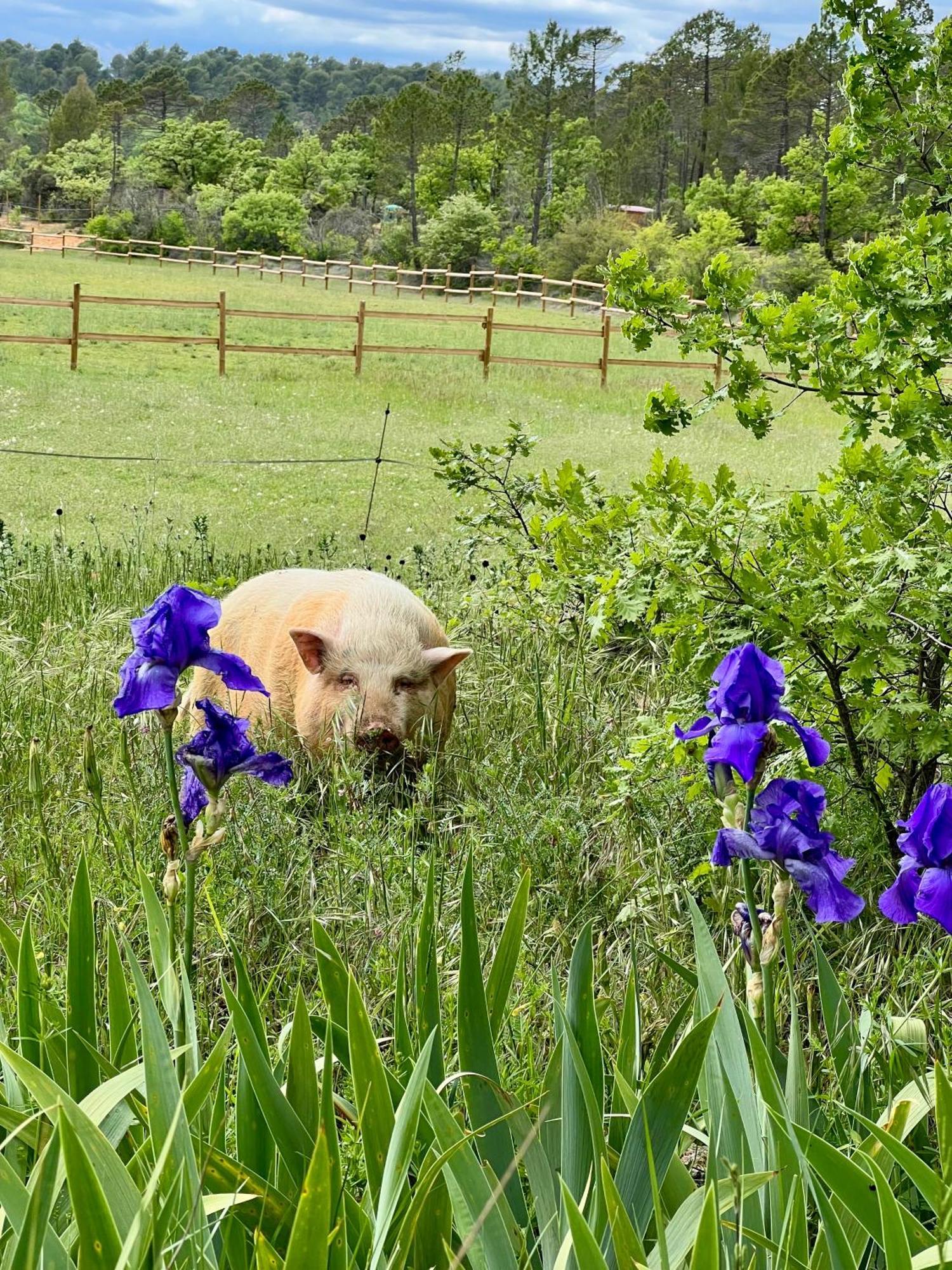La Cabane De Babarot Aups Dış mekan fotoğraf